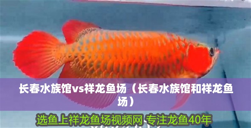 長春水族館vs祥龍魚場(長春水族館和祥龍魚場)