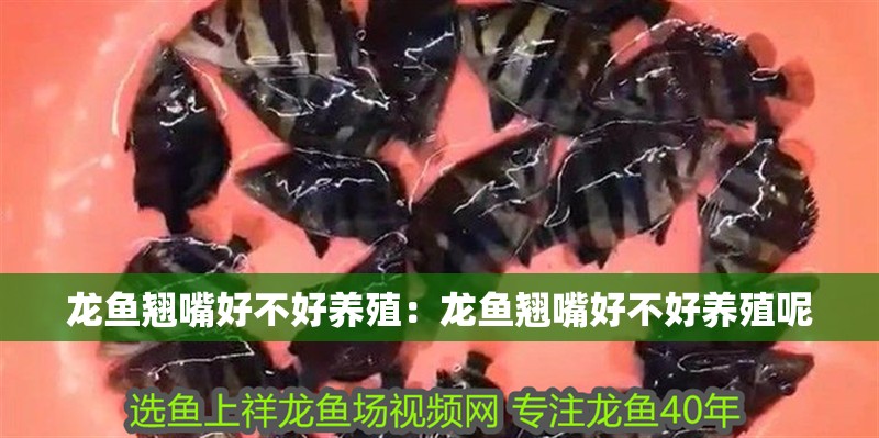 龍魚翹嘴好不好養(yǎng)殖：龍魚翹嘴好不好養(yǎng)殖呢