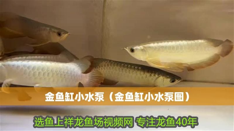 金魚缸小水泵（金魚缸小水泵圖）