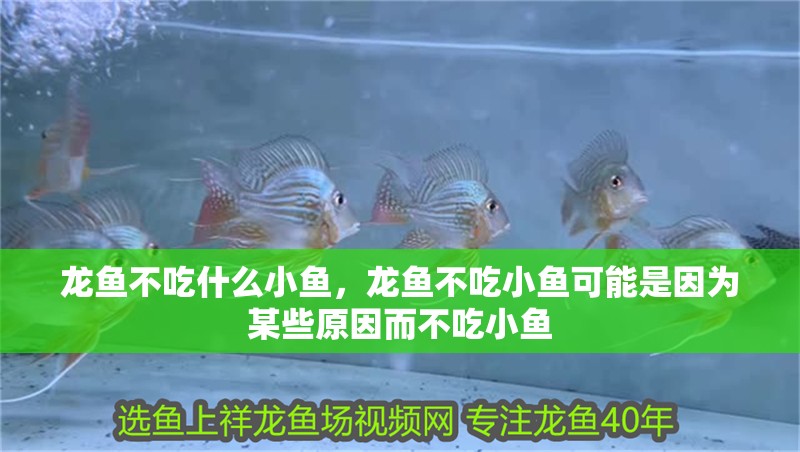 龍魚不吃什么小魚，龍魚不吃小魚可能是因為某些原因而不吃小魚