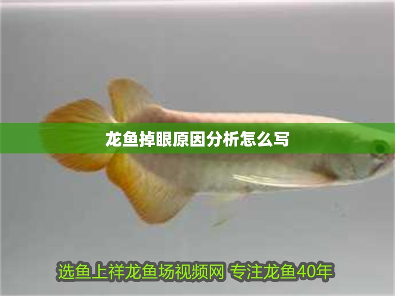 龍魚掉眼原因分析怎么寫