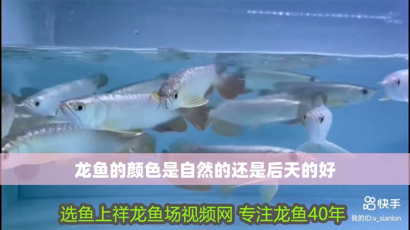 龍魚的顏色是自然的還是后天的好