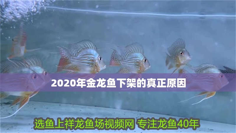 2020年金龍魚下架的真正原因