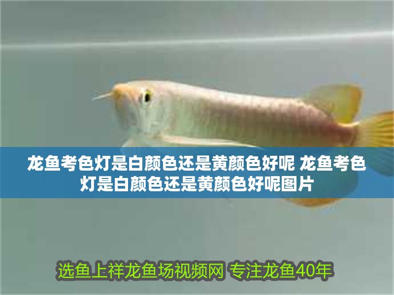 龍魚考色燈是白顏色還是黃顏色好呢 龍魚考色燈是白顏色還是黃顏色好呢圖片
