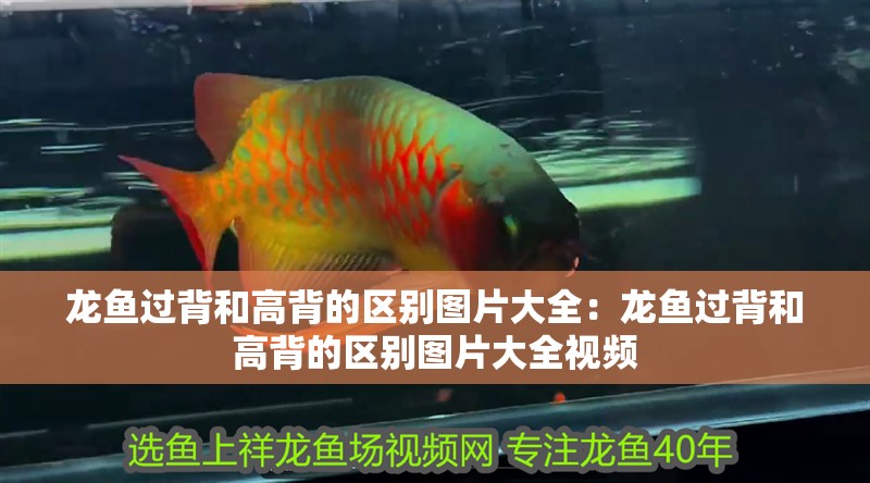 龍魚過背和高背的區別圖片大全：龍魚過背和高背的區別圖片大全視頻