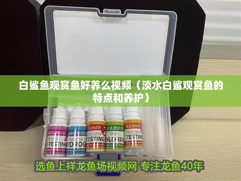 白鯊魚觀賞魚好養么視頻（淡水白鯊觀賞魚的特點和養護）