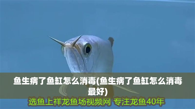 魚生病了魚缸怎么消毒(魚生病了魚缸怎么消毒最好)