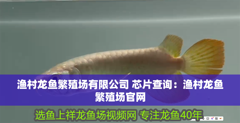 漁村龍魚繁殖場有限公司 芯片查詢：漁村龍魚繁殖場官網