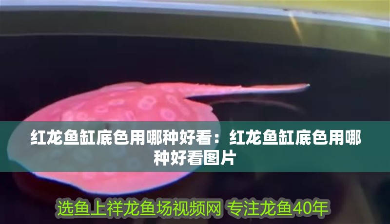 紅龍魚缸底色用哪種好看：紅龍魚缸底色用哪種好看圖片