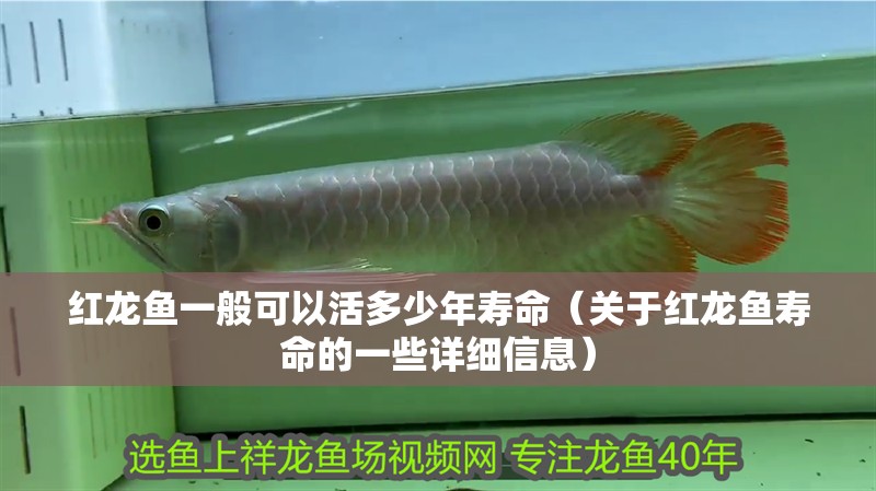 紅龍魚一般可以活多少年壽命（關(guān)于紅龍魚壽命的一些詳細(xì)信息）