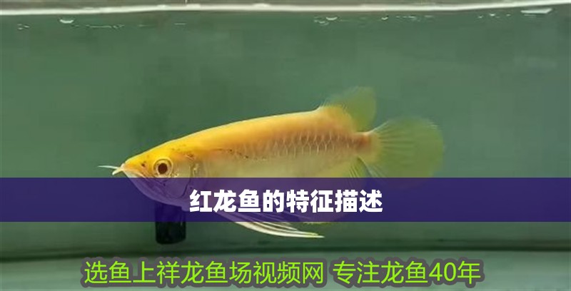 紅龍魚的特征描述