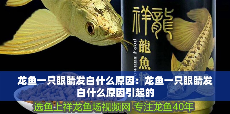 龍魚一只眼睛發白什么原因：龍魚一只眼睛發白什么原因引起的