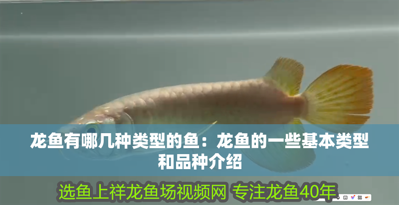 龍魚有哪幾種類型的魚：龍魚的一些基本類型和品種介紹
