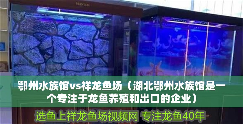 鄂州水族館vs祥龍魚場（湖北鄂州水族館是一個專注于龍魚養殖和出口的企業）