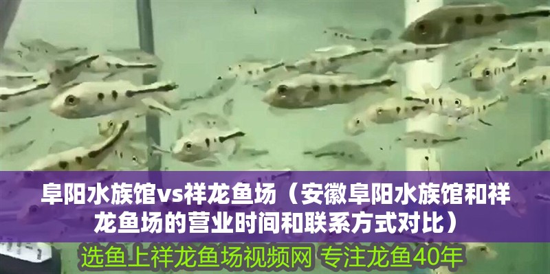 阜陽水族館vs祥龍魚場（安徽阜陽水族館和祥龍魚場的營業時間和聯系方式對比）