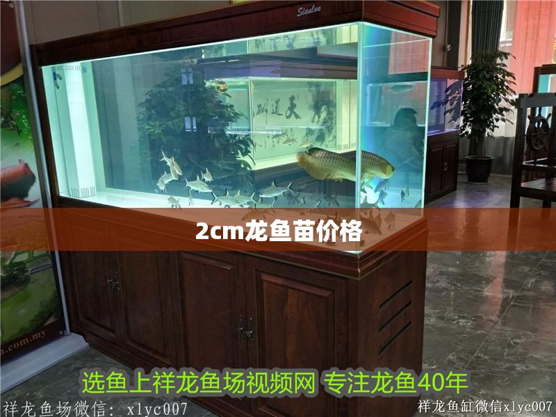 2cm龍魚苗價格