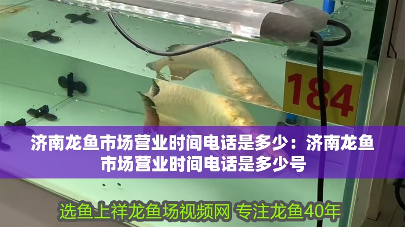 濟南龍魚市場營業時間電話是多少：濟南龍魚市場營業時間電話是多少號