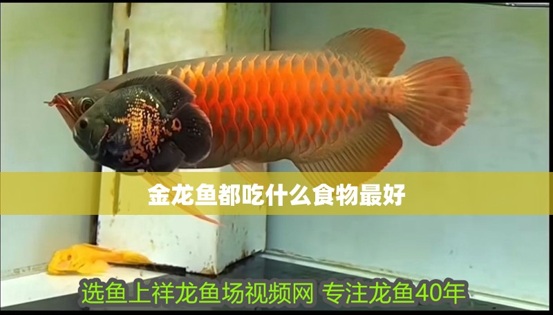 金龍魚都吃什么食物最好