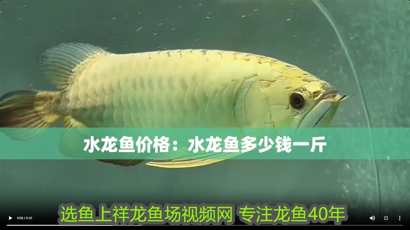 水龍魚價格：水龍魚多少錢一斤