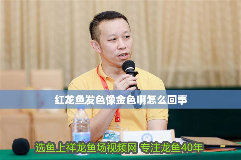 紅龍魚發色像金色啊怎么回事