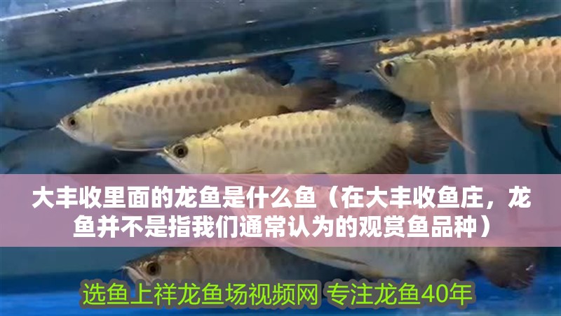 大豐收里面的龍魚是什么魚（在大豐收魚莊，龍魚并不是指我們通常認(rèn)為的觀賞魚品種）