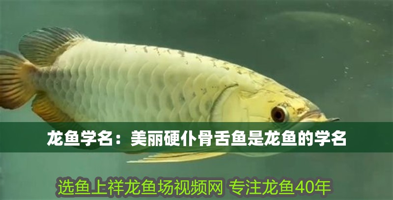 龍魚學名：美麗硬仆骨舌魚是龍魚的學名