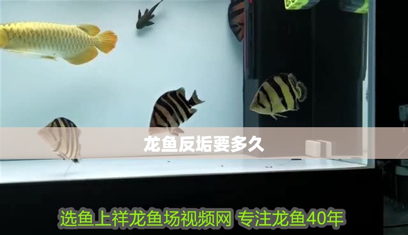 龍魚反垢要多久