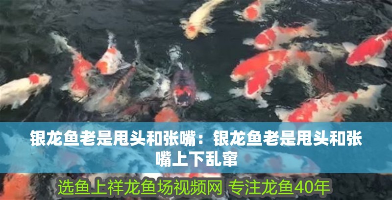 銀龍魚(yú)老是甩頭和張嘴：銀龍魚(yú)老是甩頭和張嘴上下亂竄