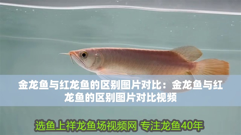金龍魚與紅龍魚的區別圖片對比：金龍魚與紅龍魚的區別圖片對比視頻