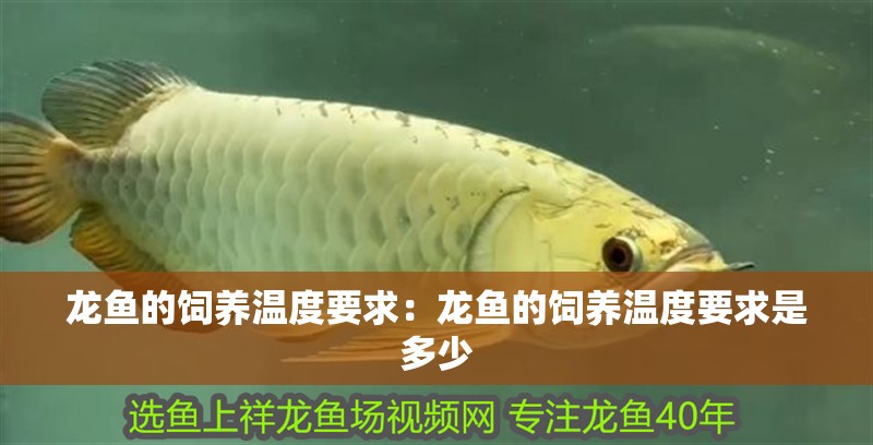 龍魚的飼養(yǎng)溫度要求：龍魚的飼養(yǎng)溫度要求是多少
