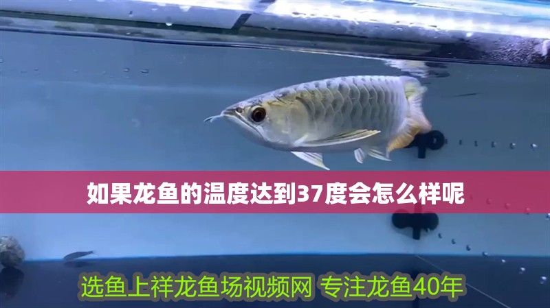 如果龍魚的溫度達到37度會怎么樣呢
