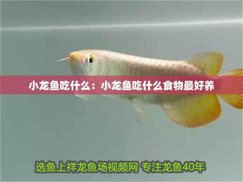 小龍魚吃什么：小龍魚吃什么食物最好養(yǎng)