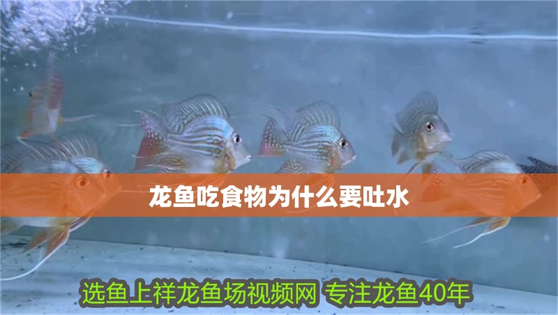 龍魚吃食物為什么要吐水