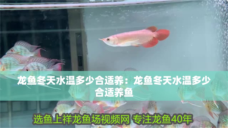 龍魚冬天水溫多少合適養：龍魚冬天水溫多少合適養魚