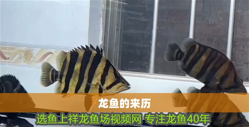 龍魚的來歷
