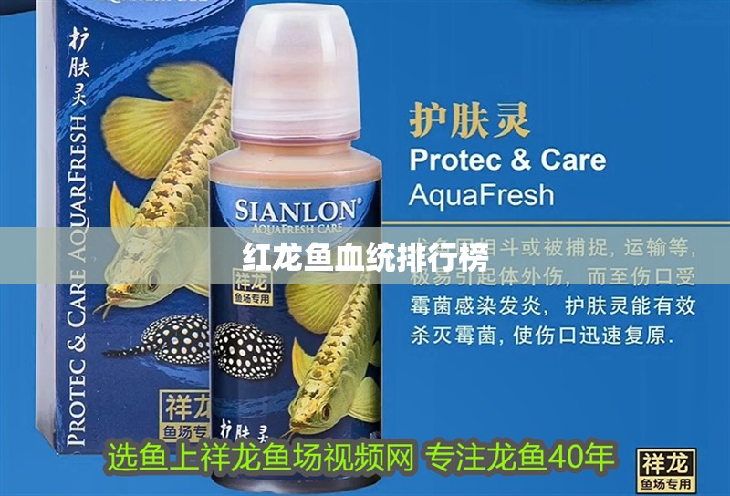 紅龍魚血統(tǒng)排行榜