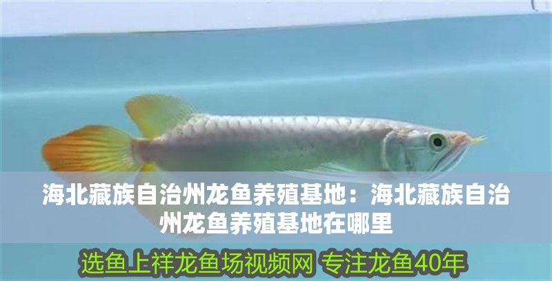 海北藏族自治州龍魚養殖基地：海北藏族自治州龍魚養殖基地在哪里