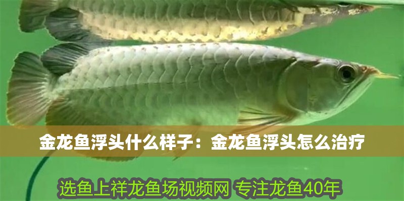 金龍魚浮頭什么樣子：金龍魚浮頭怎么治療