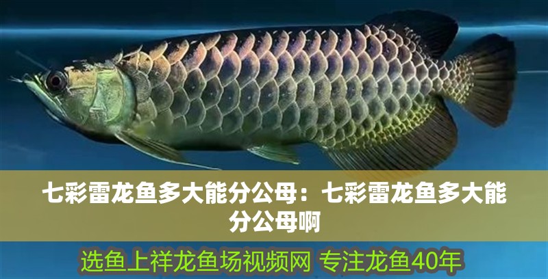 七彩雷龍魚多大能分公母：七彩雷龍魚多大能分公母啊