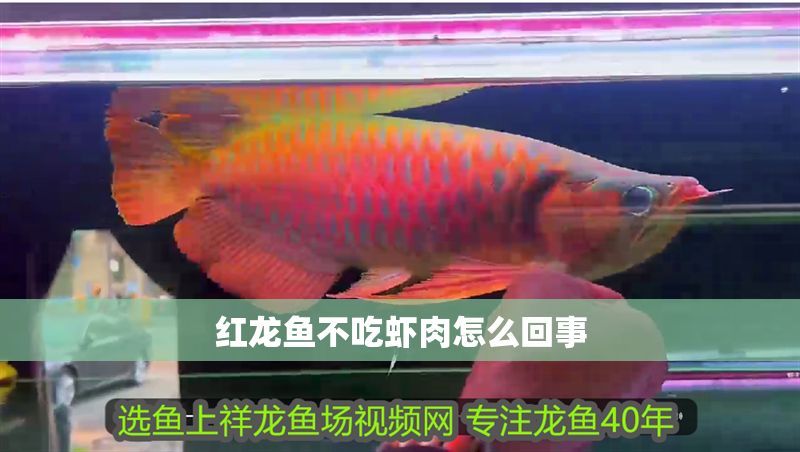 紅龍魚不吃蝦肉怎么回事