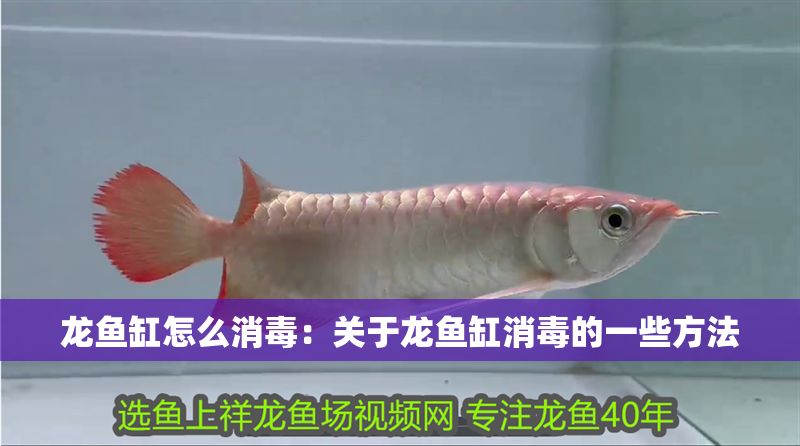 龍魚缸怎么消毒：關(guān)于龍魚缸消毒的一些方法