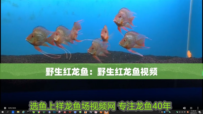 野生紅龍魚：野生紅龍魚視頻