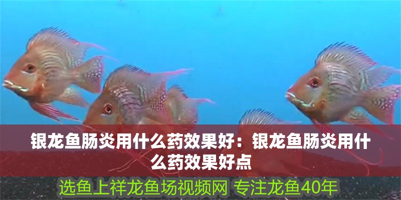 銀龍魚腸炎用什么藥效果好：銀龍魚腸炎用什么藥效果好點