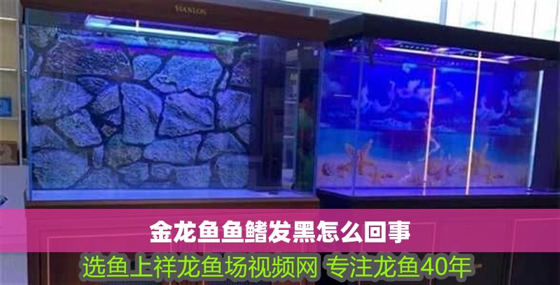 金龍魚魚鰭發黑怎么回事