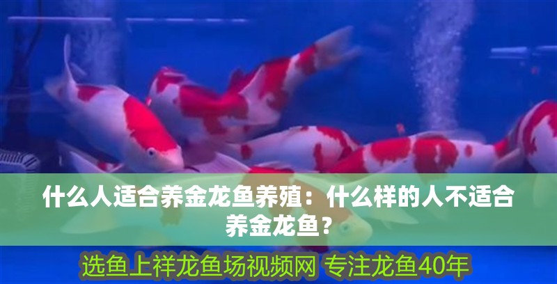 什么人適合養金龍魚養殖：什么樣的人不適合養金龍魚？