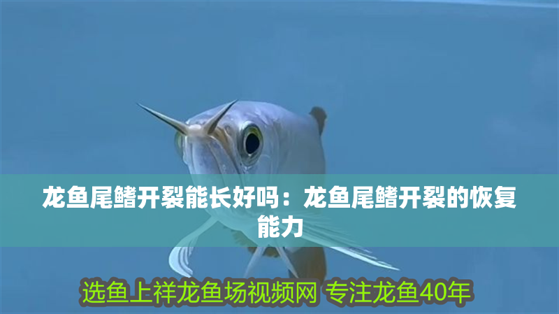 龍魚尾鰭開裂能長好嗎：龍魚尾鰭開裂的恢復能力