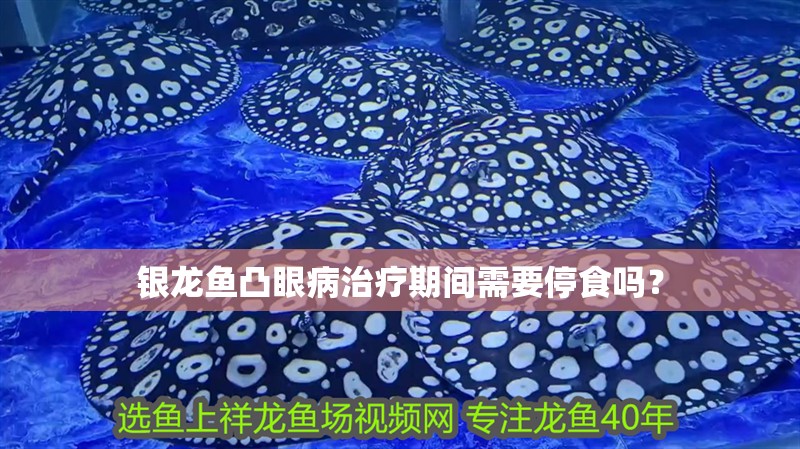銀龍魚凸眼病治療期間需要停食嗎？