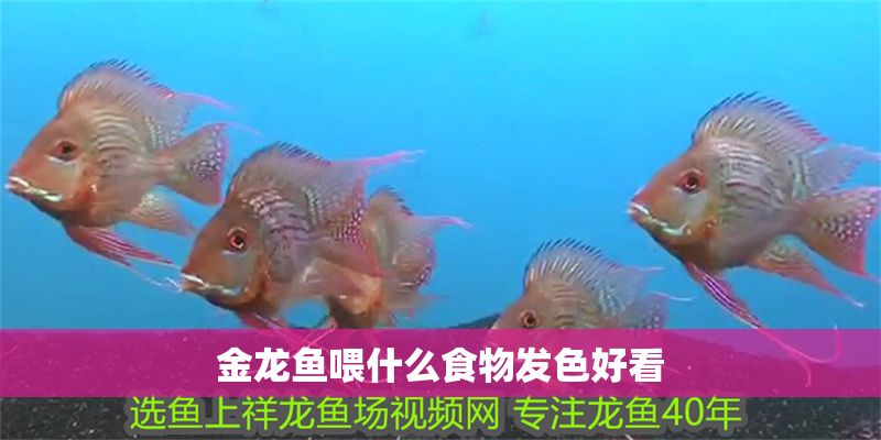 金龍魚喂什么食物發色好看