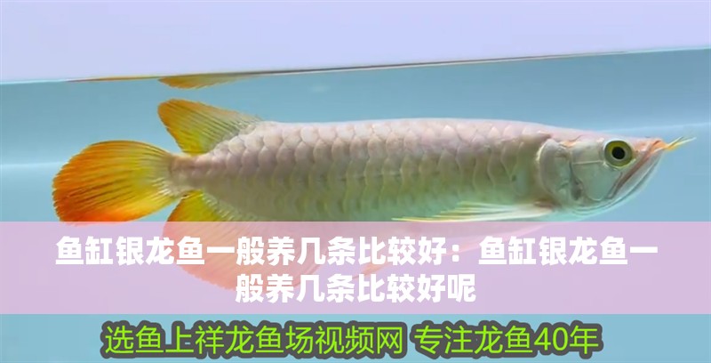 魚缸銀龍魚一般養幾條比較好：魚缸銀龍魚一般養幾條比較好呢