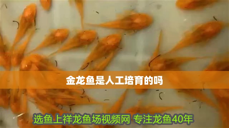金龍魚是人工培育的嗎